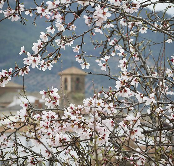 Bienservida-naturaleza