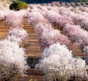 Elche-de-la-sierra-floracion-almendro