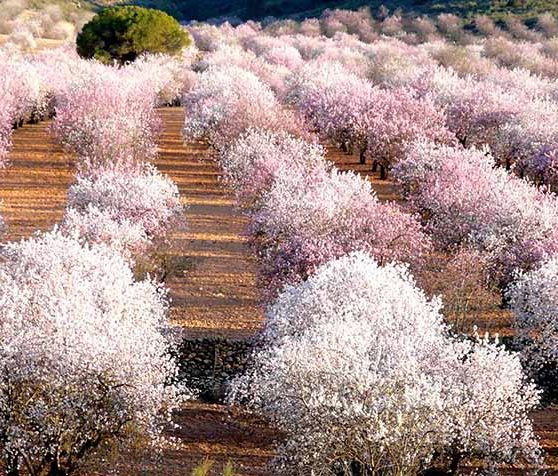 Elche-de-la-sierra-floracion-almendro