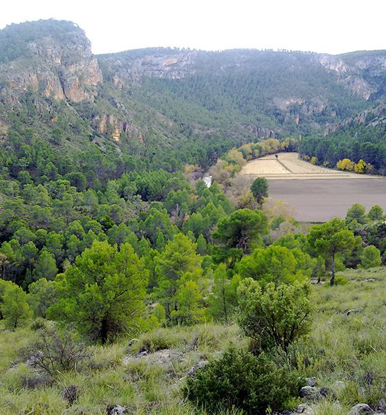 Elche-de-la-sierra-paraje