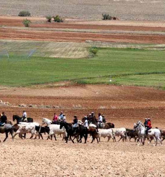 Encierro toros Alcadozo