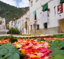 bogarra_alfombras_flores_corpus