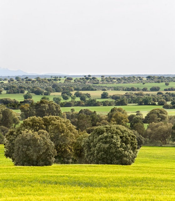 el_ballestero_03_turismo_albacete