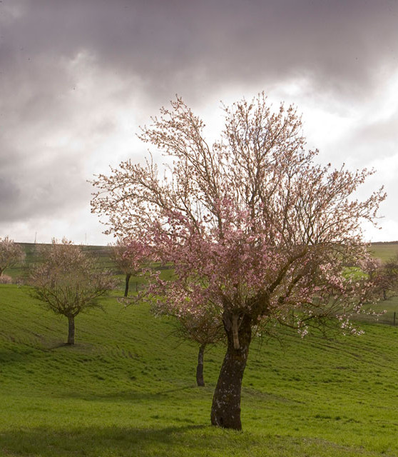 el_bonillo_16_turismo_albacete