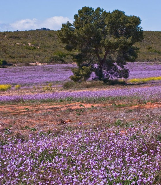 hellin_37_turismo_albacete