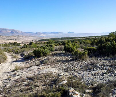 microrreserva-los-arenales-de-caudete