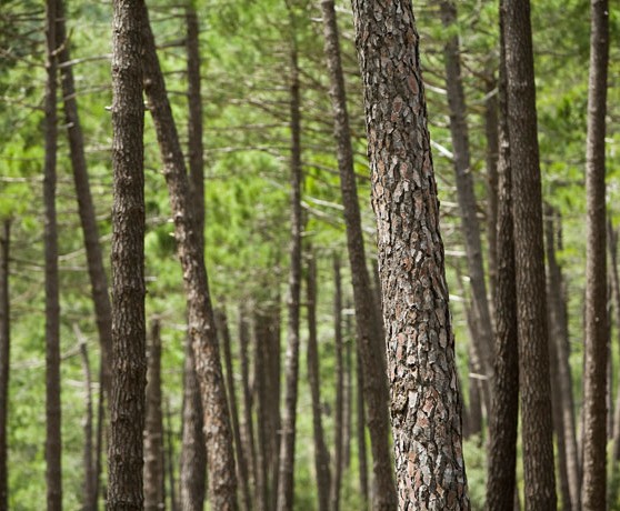 paterna_de_madera_turismo_albacete