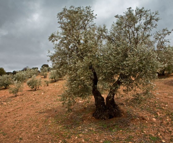 povedilla_02_turismo_albacete