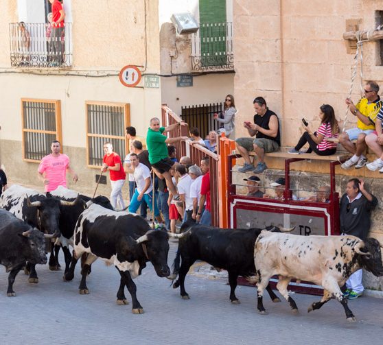 encierros-elche-de-la-sierra (2)