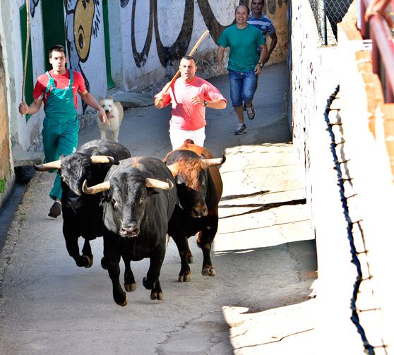 encierros-elche-de-la-sierra (3)